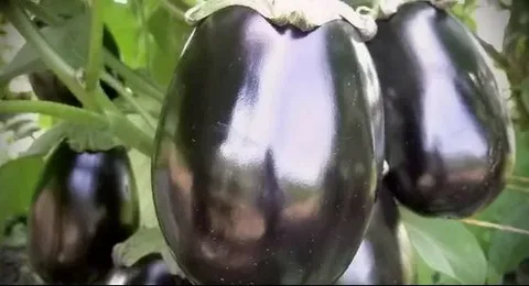 تصویر 1 از راهنمای خرید بادمجان دلمه ای بزرگ + قیمت عالی